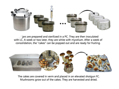 https://www.funguygrowsupply.com/product_images/uploaded_images/sterilization-technique-inoculation-fruiting-harvesting-drying-storge.jpg
